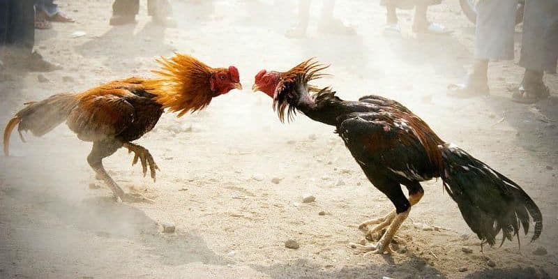 ไก่ชนดุเดือดในการแข่งขันไก่ชน MB66